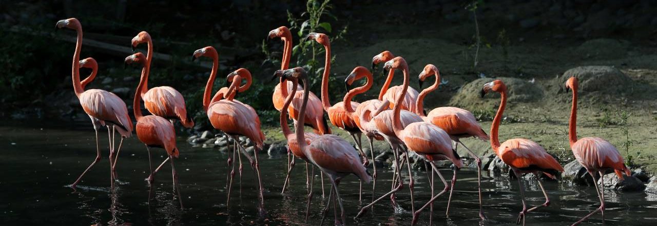 Flamingoes C&C Blog image